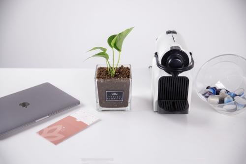 نبتة البوتس