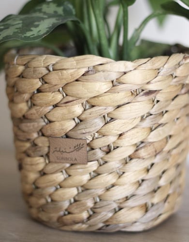 نبات طبيعي في إناء من الخوص - حجم وسط