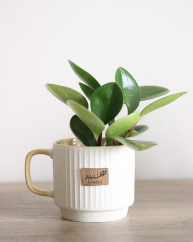 نبات طبيعي في كوب مقلمي