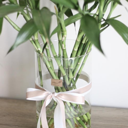 إناء زجاجي ساق البامبو - 25 ساق