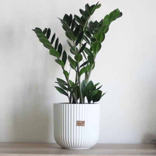 نبات طبيعي في إناء سيراميك أبيض - حجم كبير