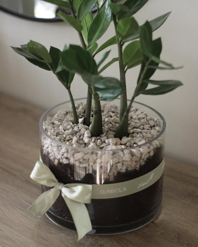 نبات الزاميا في حوض زجاجي كبير جدا - مجموعة سدف