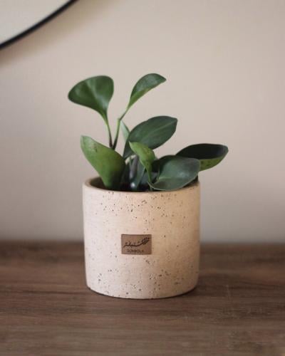 نبات طبيعي في حوض حجري أنيق حجم صغير - مجموعة البت...