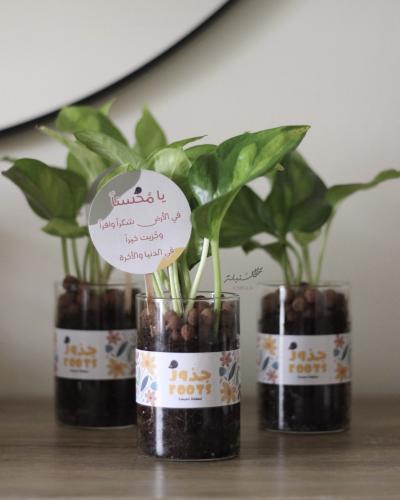 نبات البوتس في إناء زجاجي شفاف