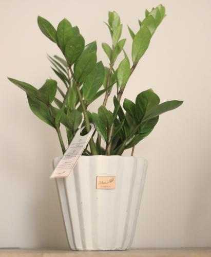 نبات طبيعي في إناء اسمنتي - حجم متوسط