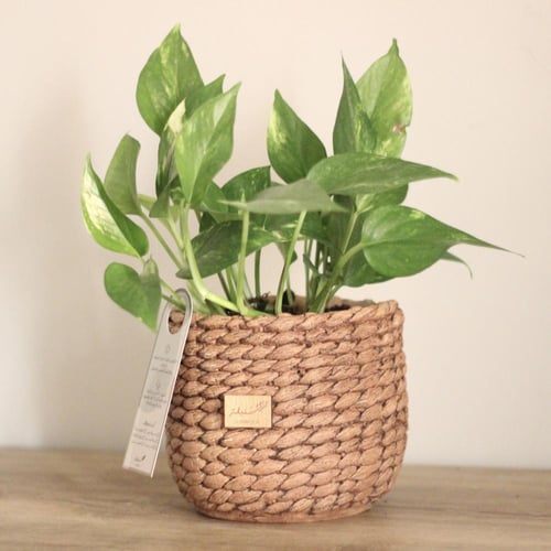 نبات طبيعي في إناء من الخزف لون بني - حجم متوسط