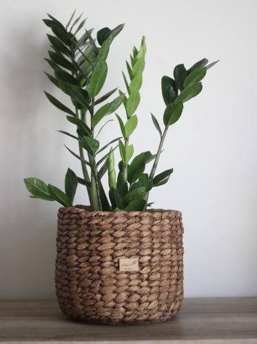 نبات طبيعي في إناء من الخزف لون بني - حجم كبير