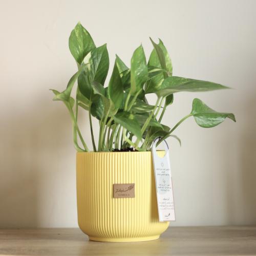 نبات طبيعي في إناء سيراميك أصفر - حجم متوسط