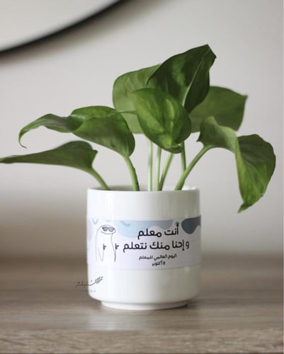 نبات البوتس في إناء سيراميك بعبارة خاصة