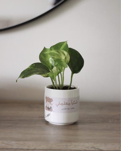 نبات البوتس في إناء سيراميك بعبارة خاصة