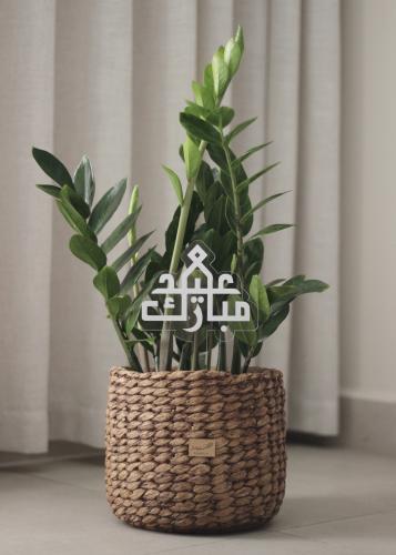 نبات طبيعي في إناء من الخزف لون بني - حجم كبير