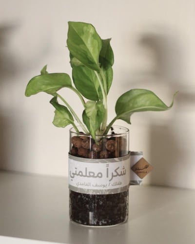 نبات البوتس في إناء زجاجي شفاف