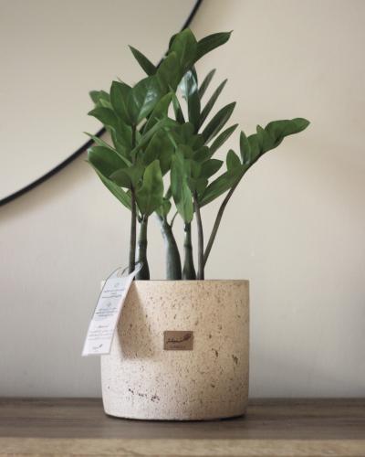 نبات طبيعي في حوض حجري كبير - مجموعة البترا