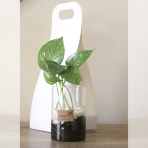 نبات بوتس طبيعي في إناء زجاجي - حجم صغير