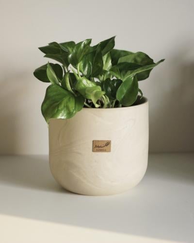 نبات طبيعي في حوض رخامي مميز