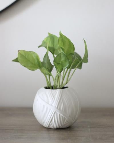 نبات البوتس في حوض كرات الصوف