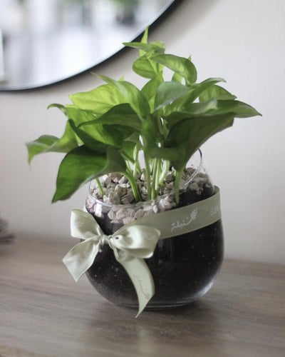 نبات البوتس في إناء كروي مشطوف - مجموعة سدف