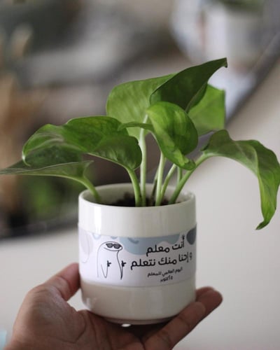 نبات البوتس في إناء سيراميك بعبارة خاصة