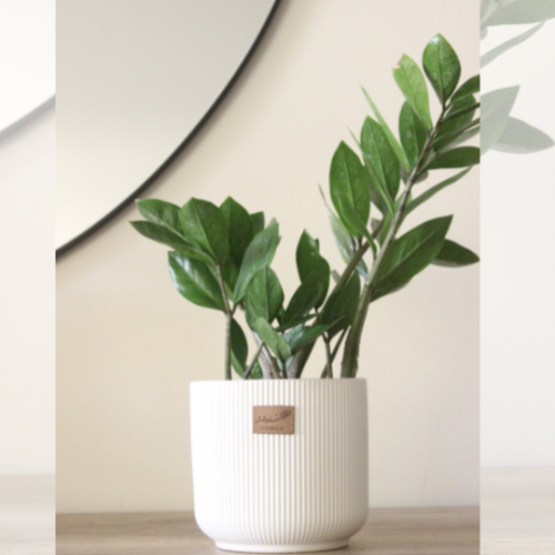 نبات طبيعي في إناء سيراميك أبيض - حجم متوسط