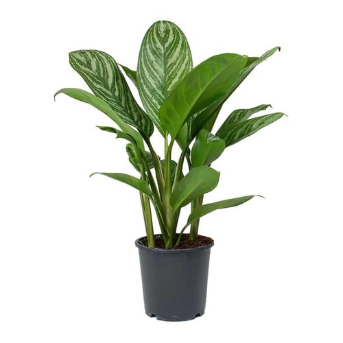 نبات طبيعي في إناء اسمنتي - حجم متوسط