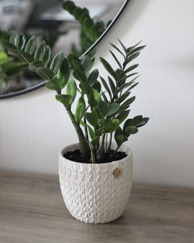 نبات طبيعي في حوض فخار بطابع الصوف الدافئ