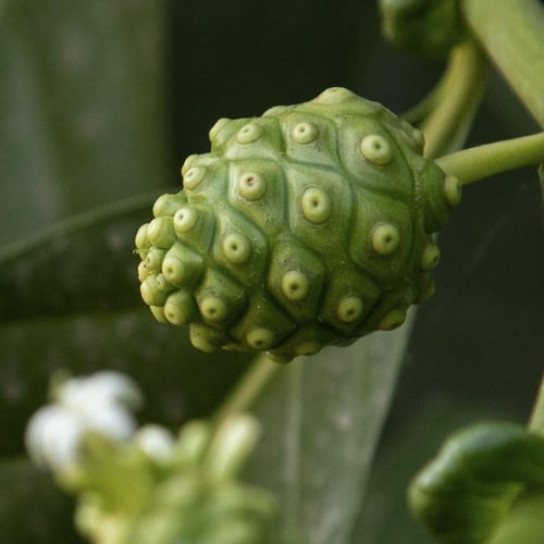 تونر نوني لموازنة ترطيب البشرة من سيليماكس - 150 م...