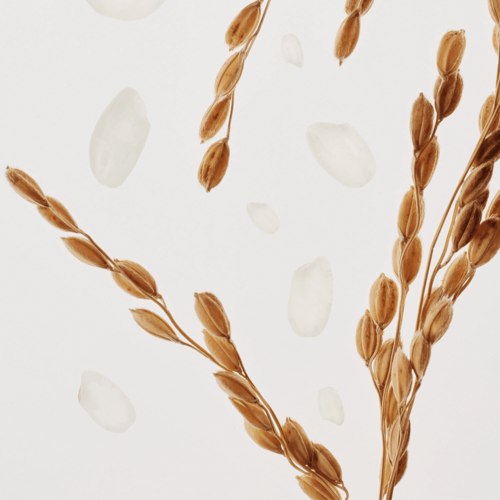 تونر حليب الأرز مجدد ومرطب للبشرة من بيوتي اوف جوس...