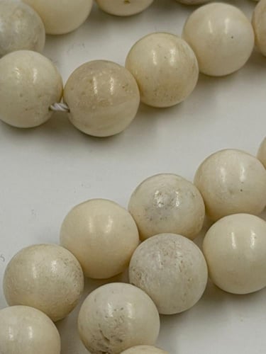 عاج ( ناب الفقمة)