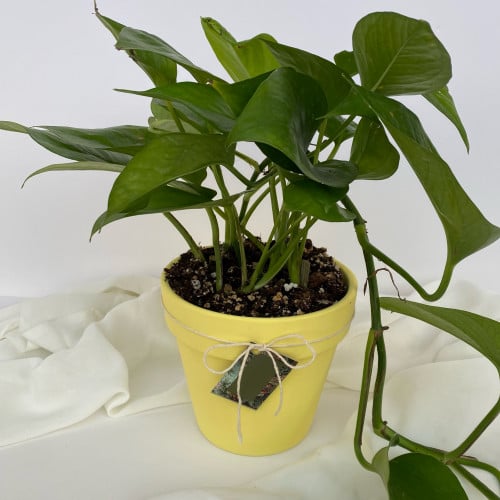 نبات البوتس