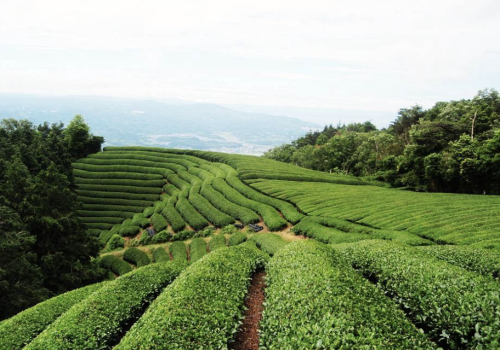 خطة يوم في مزرعة الشاي (كيوتو/اليابان)
