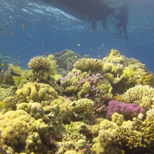 رحلة خاصه غوص بالقارب 3 اشخاص