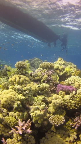 رحلة غوص الفصمة يوم السبت