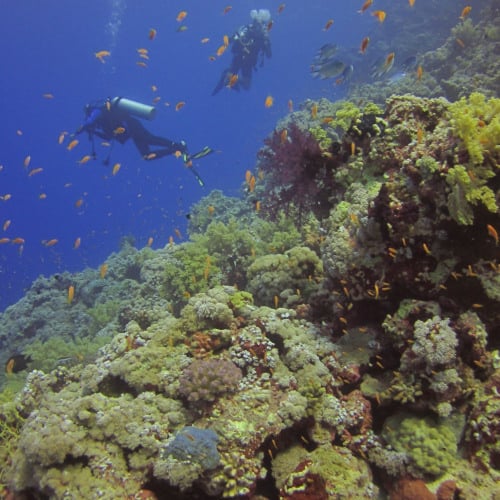 رحلة خاصه غوص بالقارب 4 اشخاص