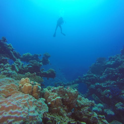 رحلة خاصه غوص بالقارب 2 اشخاص