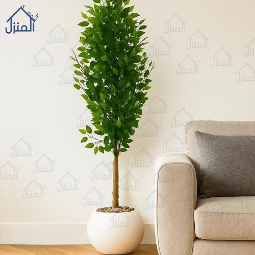 شجرة الليمون مركن ابيض - 160 سم