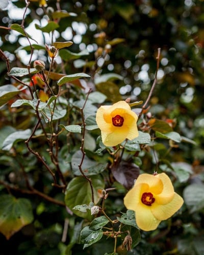 خبيز ساحلي صغير