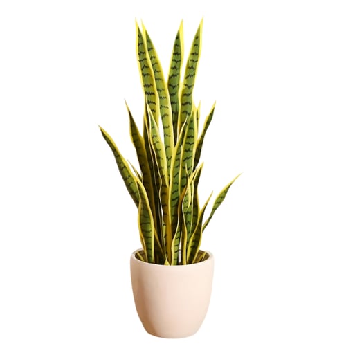 سنسفيريا جلد النمر كبير