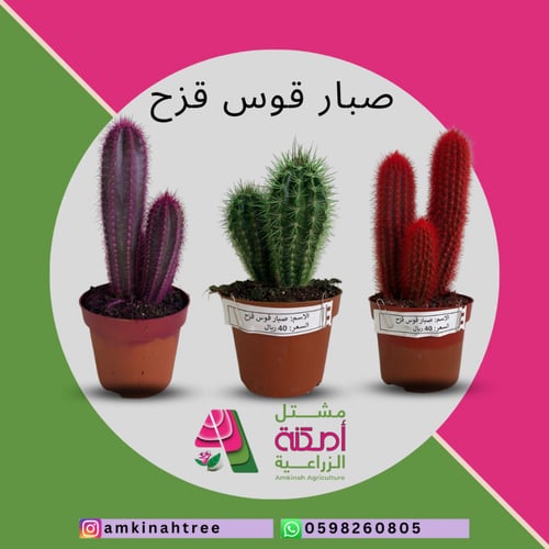 صبار قوس قزح