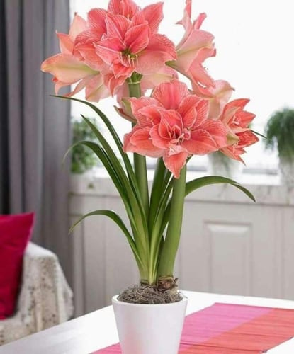 ليليوم وردي