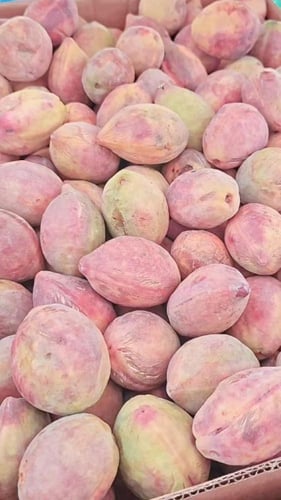 لوز بلدي