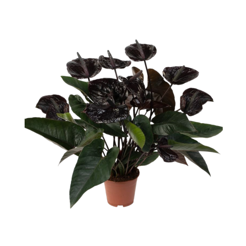 انتوريوم اسود