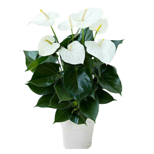 انتوريوم ابيض