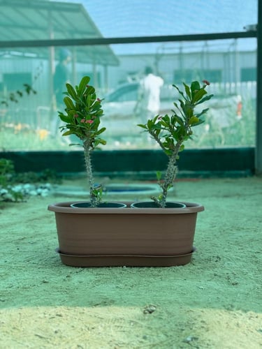 مركن بلاستيك مستطيل مع صحن