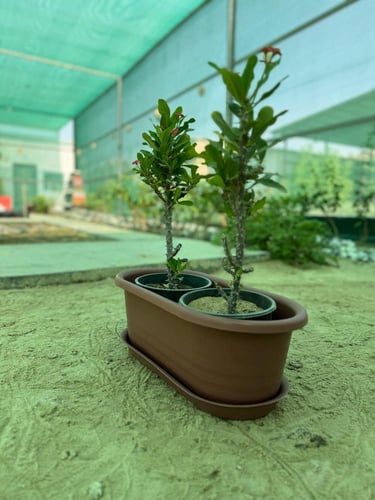 مركن بلاستيك مستطيل مع صحن