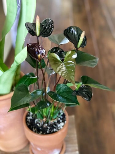 انتوريوم اسود