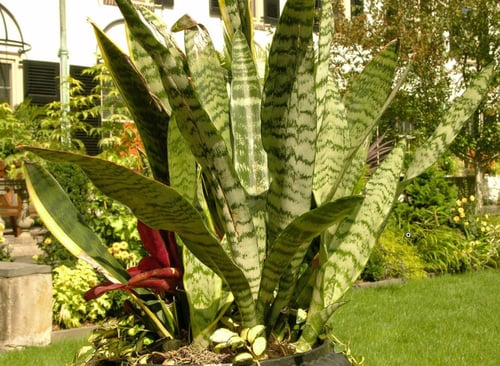 سنسفيريا جلد النمر كبير