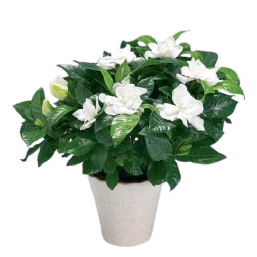 جاردينا هولندي