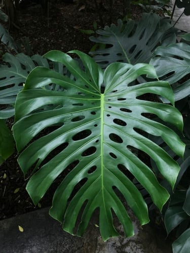 مونستيريا كبيرة متسلقة