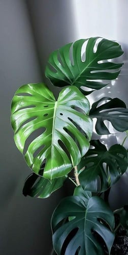 مونستيريا كبيرة متسلقة