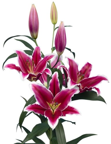 ليليوم وردي